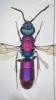 Chrysura filiformis